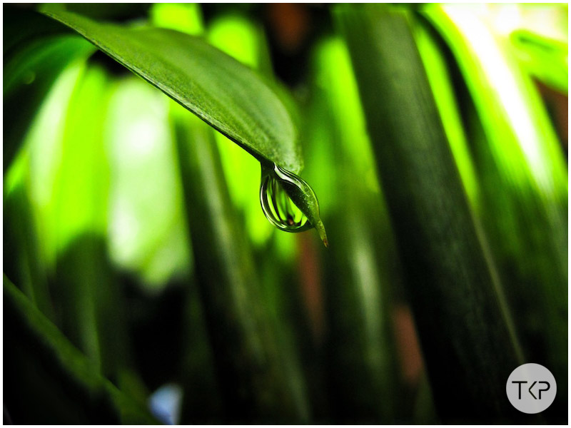 drop